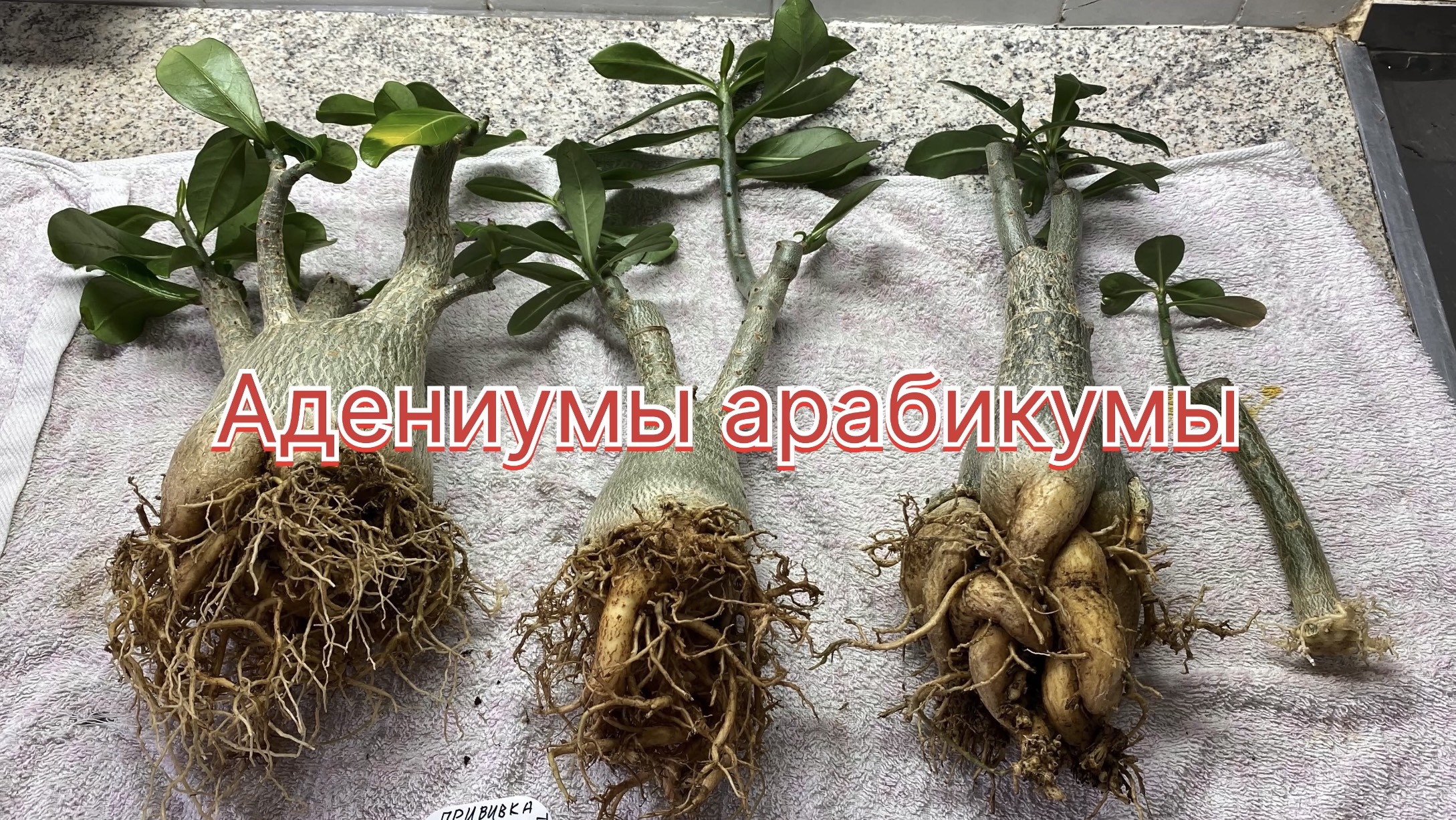 Адениумы