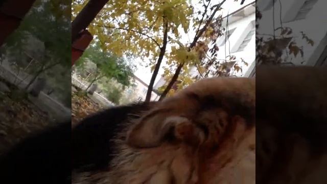Группа крови #собака #цой