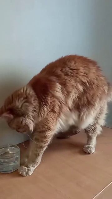 1000073438.mp4