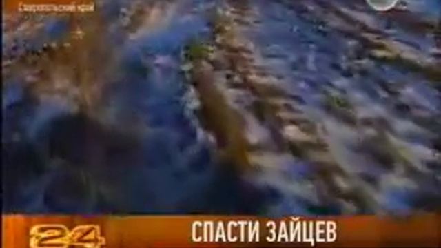 Спасти зайцев