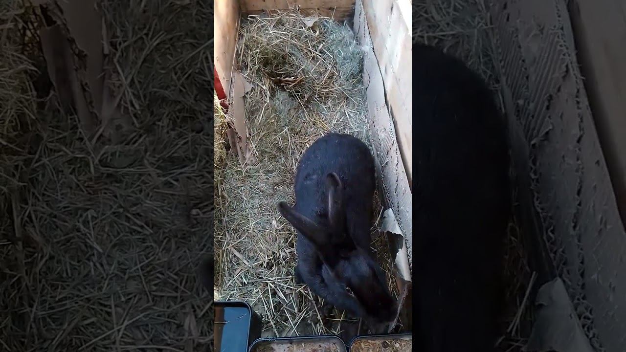 Кролики. Спрятала..#кролики_разведение #кролики_содержание #кроликикурыутки #крол #кролик #bunny