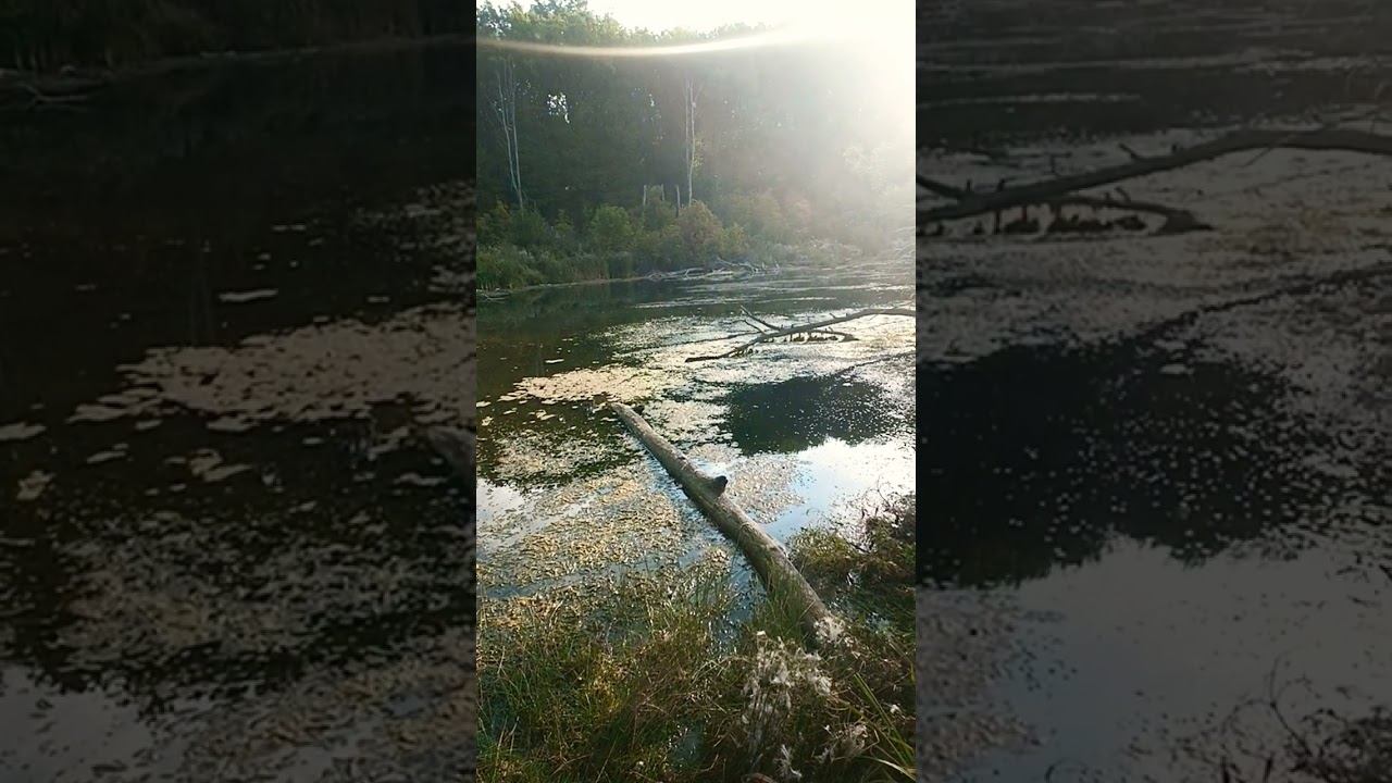 Просто жизнь живёт #осознание