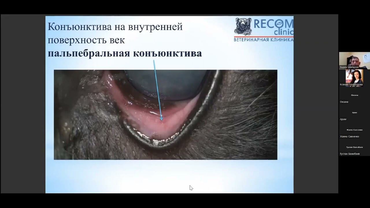 Вебинар: Анатомия и физиология век. Шипилов Вадим Геннадьевич
