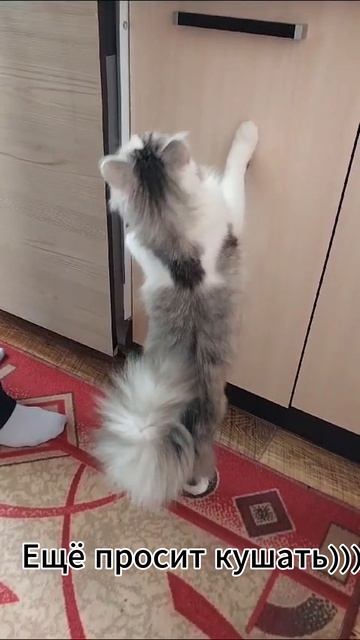 Утро моего кота