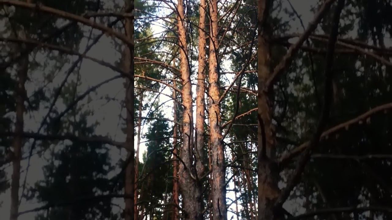 жизнь живёт мир #осознание #nature #природа #мир #лето #жизнь