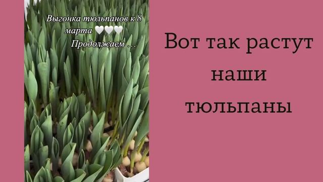 Тюльпаны видео для авито