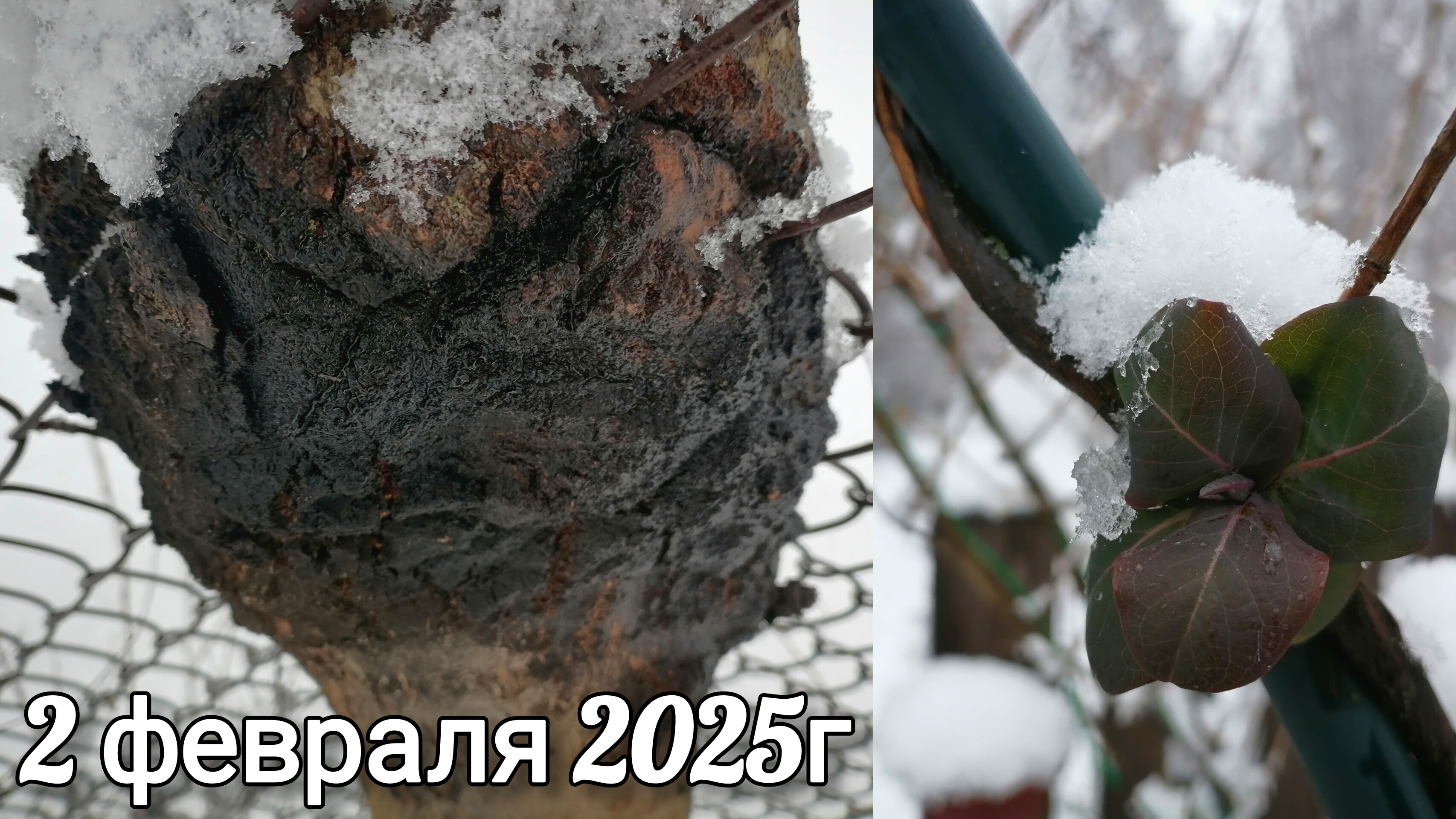 Грибы 2025!!!