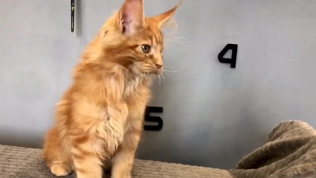 Nori Paw Winner