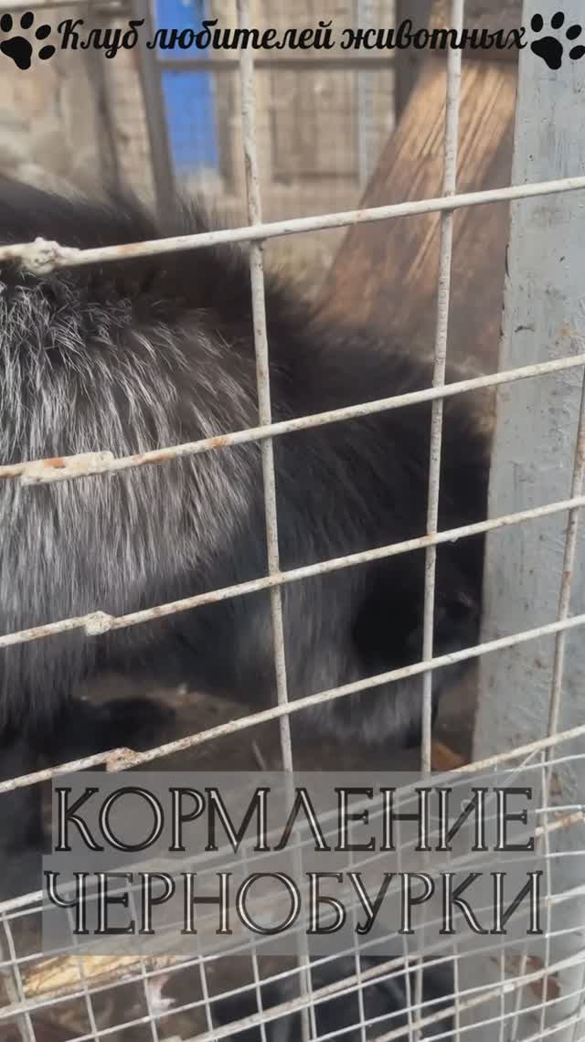 Кормление  чернобурки