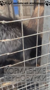 Кормление чернобурки