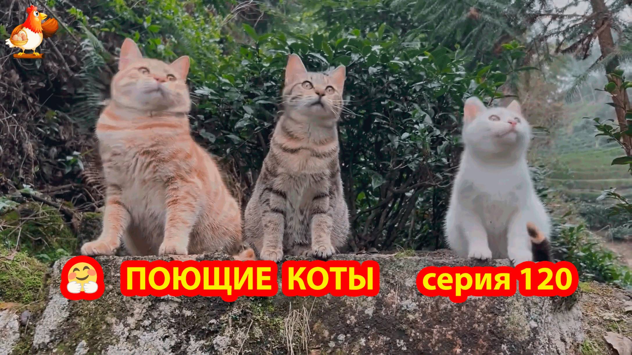 Крутые коты у птичьего двора серия (120) 🐈🐈⬛😹 Природа Абхазии и подворье с птицами и животными ❣