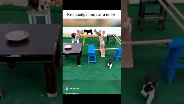 собачка-умняшка