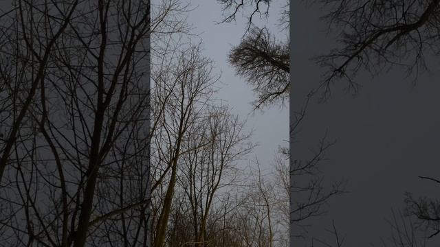 Погода, зима, пение птиц 12-02-2025