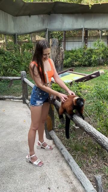 Лемуры из мультика ,,Мадагаскар,,
#путешествия #животные #вьетнам #фукуок #vinpearlsafari #лемуры