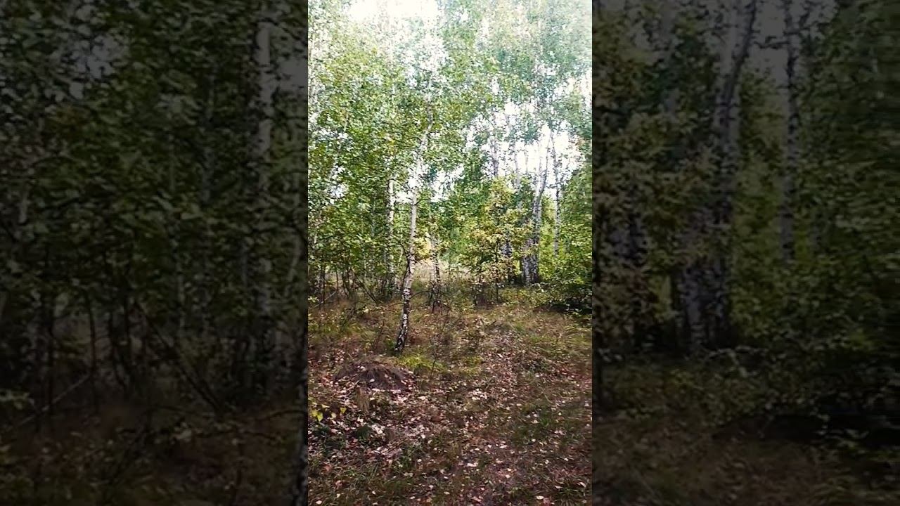наша земля мир , жизнь живёт мир #осознание #nature #природа #мир #лето #жизнь