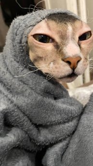 Пушистая и лысый друг! Валера и мягкая мочалка для мытья! Пробуем