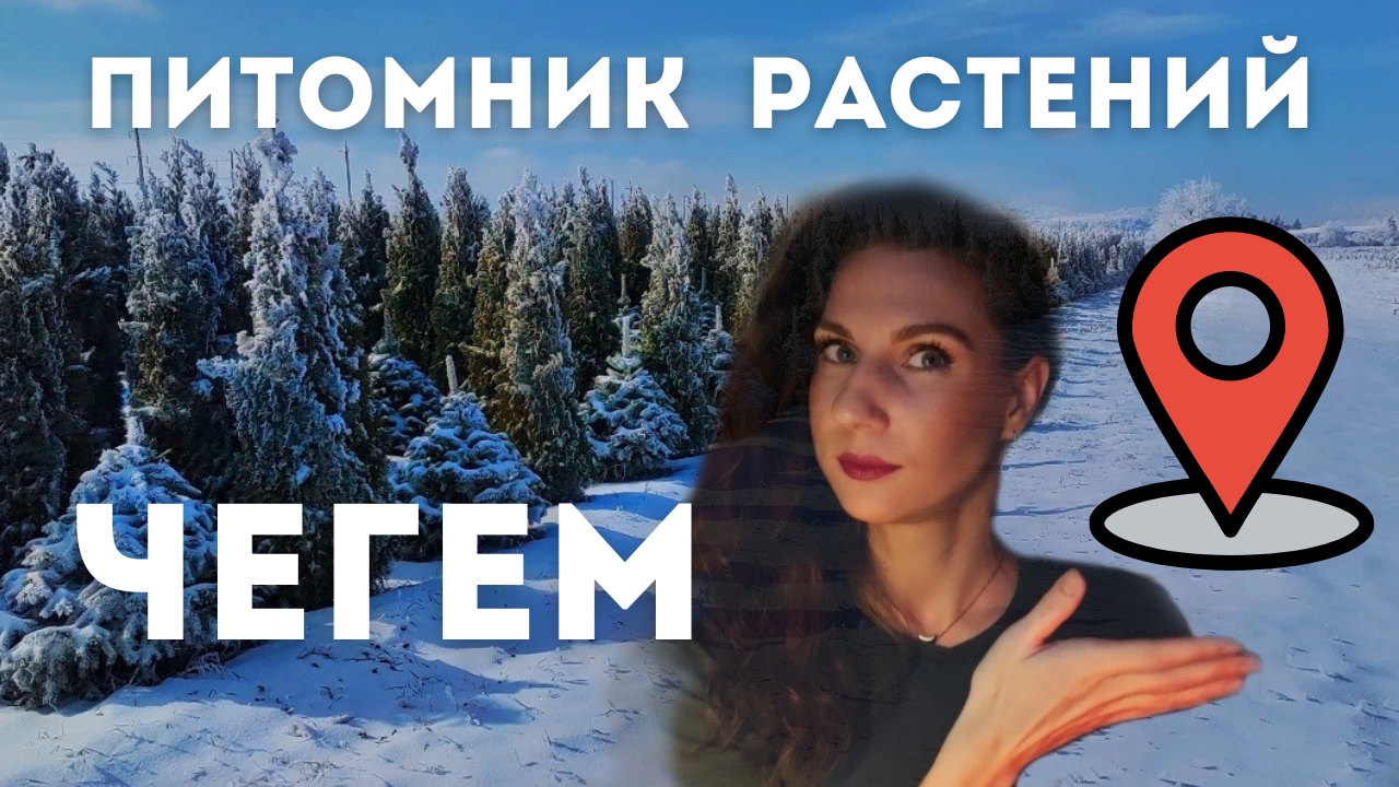 🌲Хвойные Кабардино-Балкарии🏔️В гостях у питомника ЧЕГЕМ