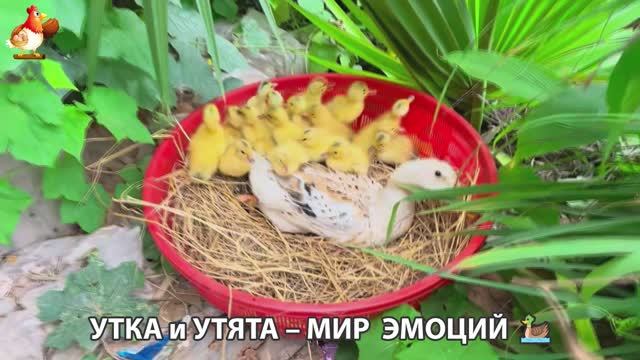 Утка и Утята – мир нежных эмоций 🦆🤗❣️часть (55)