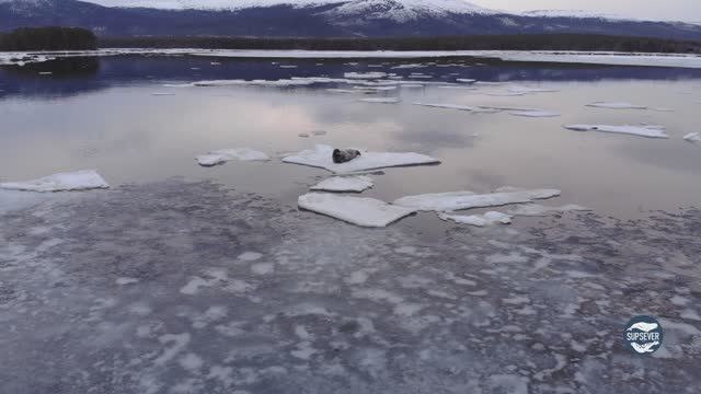 Морской заяц весной