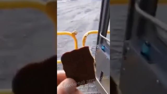 Про ворону) #прикол #видео #подпишись #лайк #рек