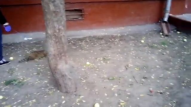 Бенгал: встреча с голубем