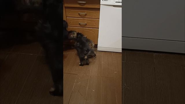 1000066048.mp4