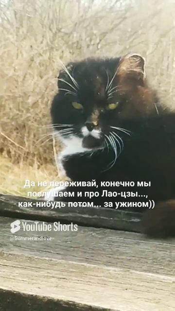 "Fun for cats)))"