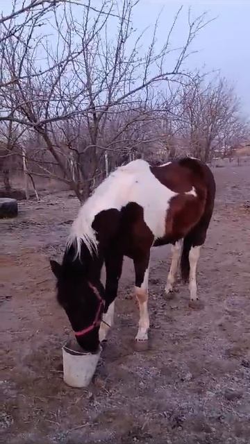 Пегий Жеребчик