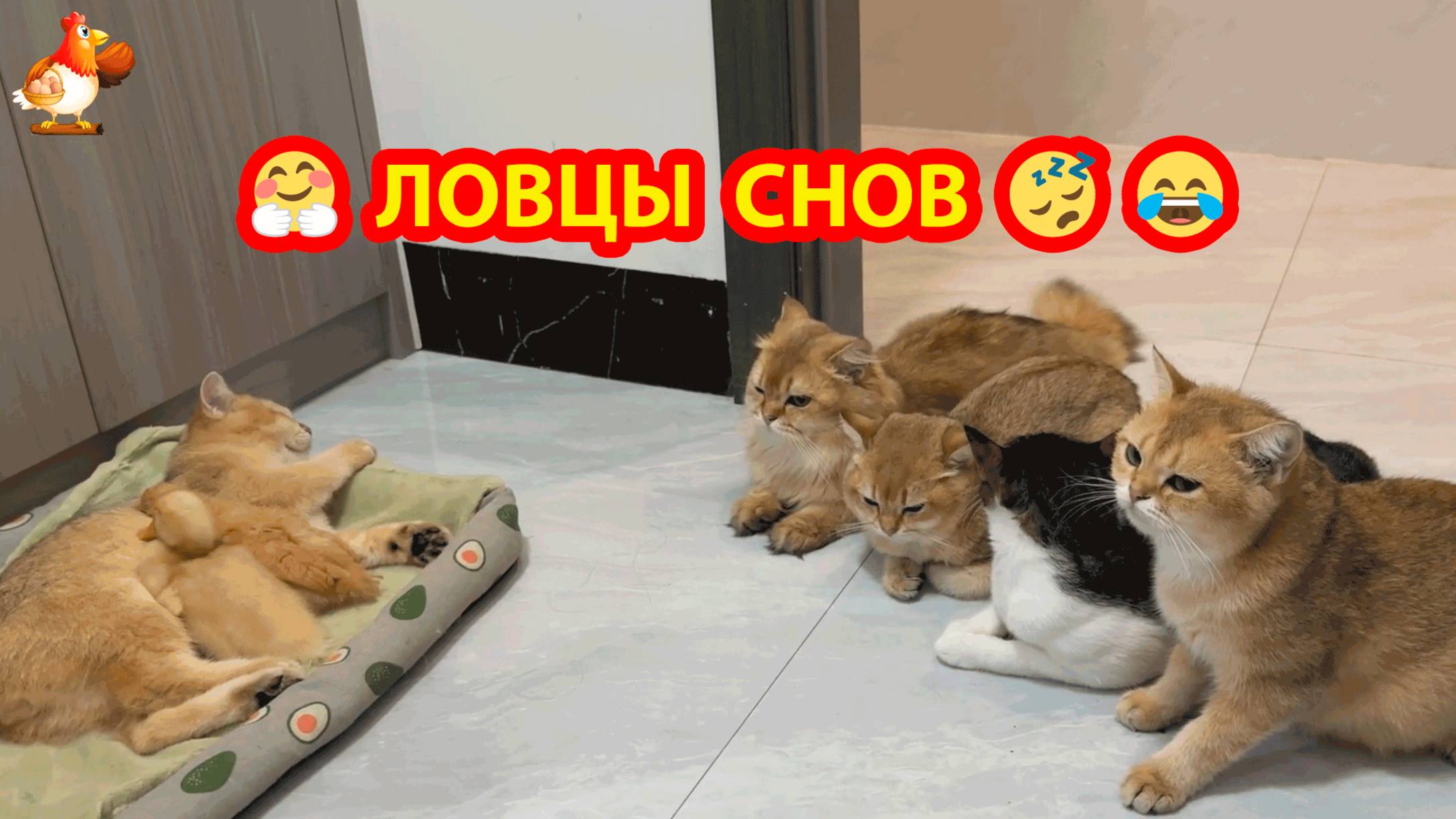 Сладкий сон под присмотром наблюдателей 😹❣️🥰