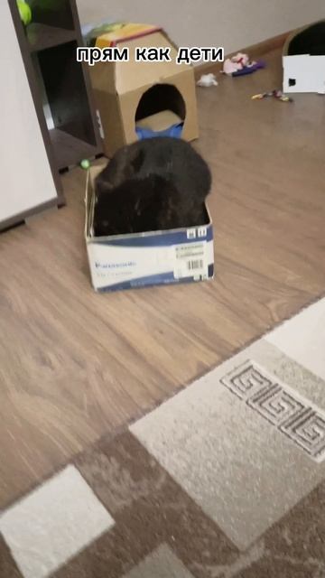 смешные котики