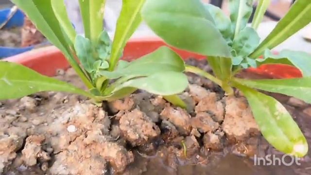 Gardening  in winter season #winters   #houseplants #containergardening #gardeningvideos