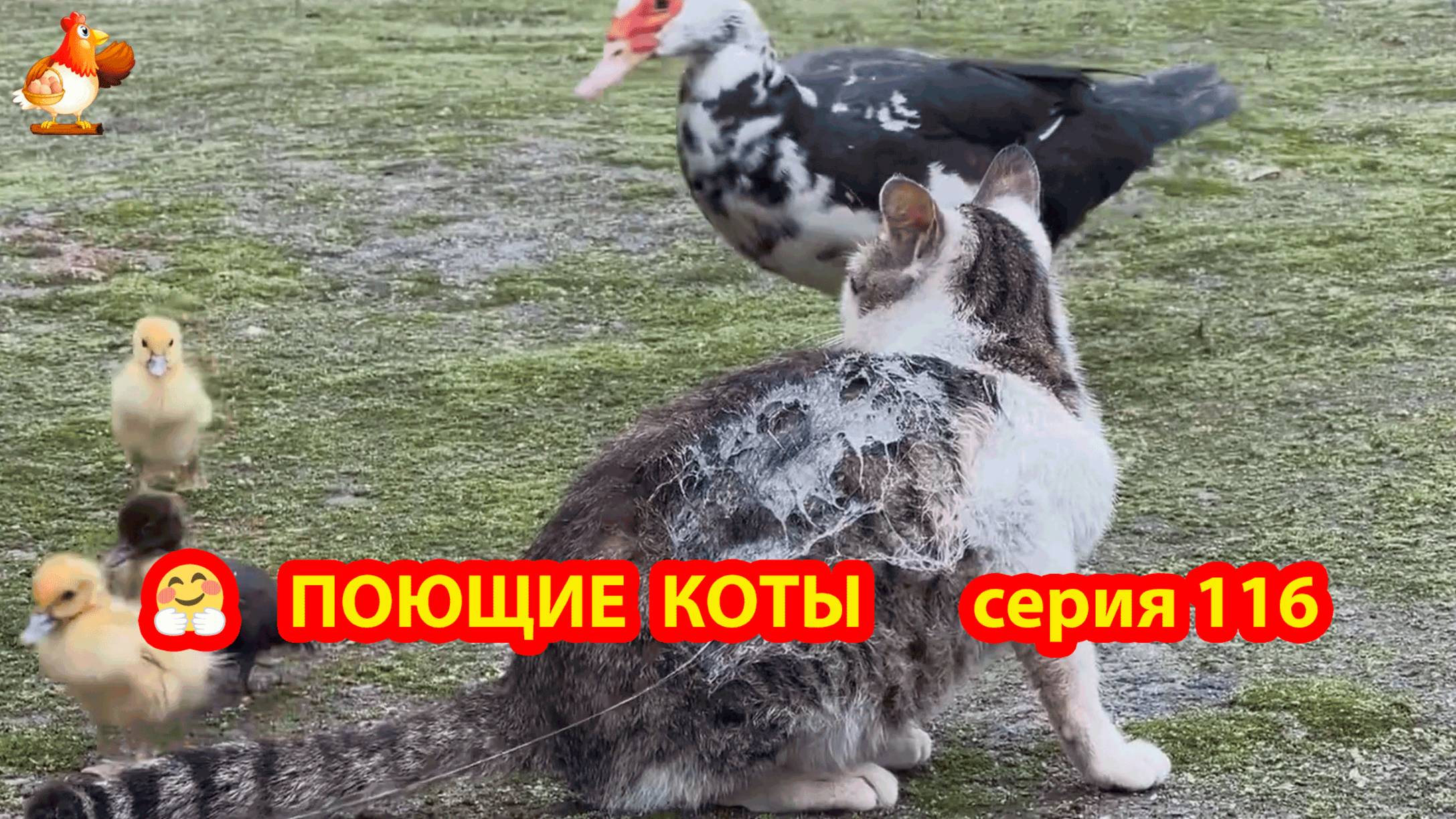 Крутые коты у птичьего двора серия (116) 🐈🐈⬛😹 Природа Абхазии и подворье с птицами и животными ❣