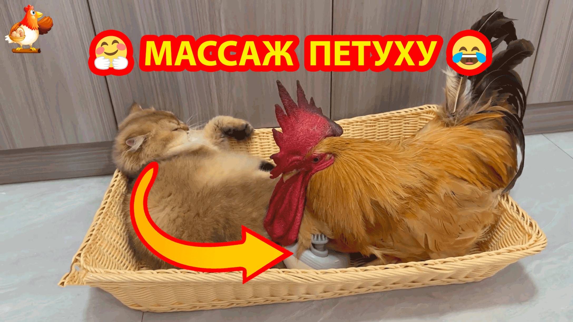 Старый Петух пришел на массаж к Кошке ❣️ Перестал бояться массажера 😹🐓🥰