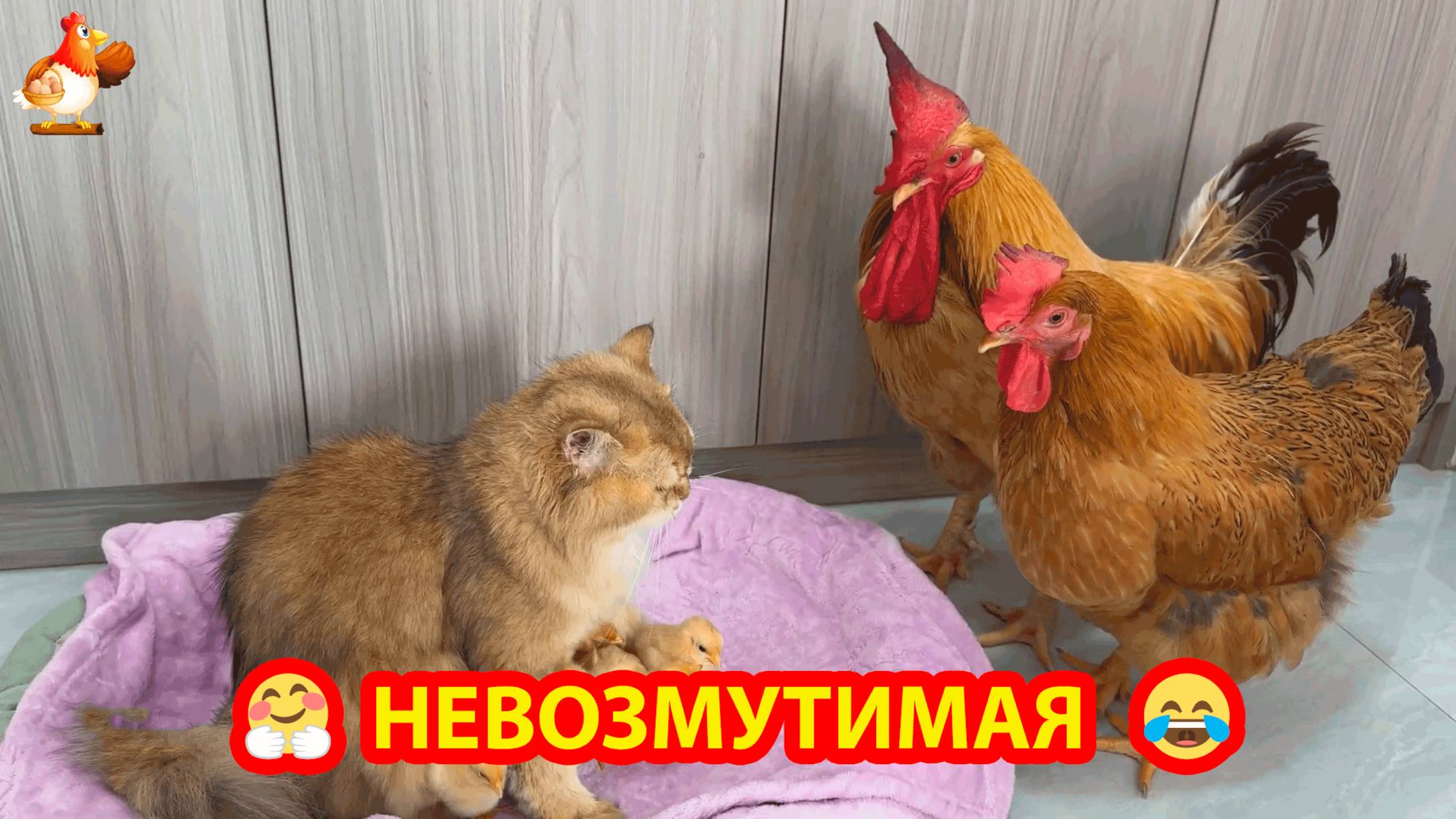 Невозмутимая няня Кошка всегда ответственно посидит с малышами ❣️😂🥰