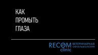 Как промыть глаза питомцу