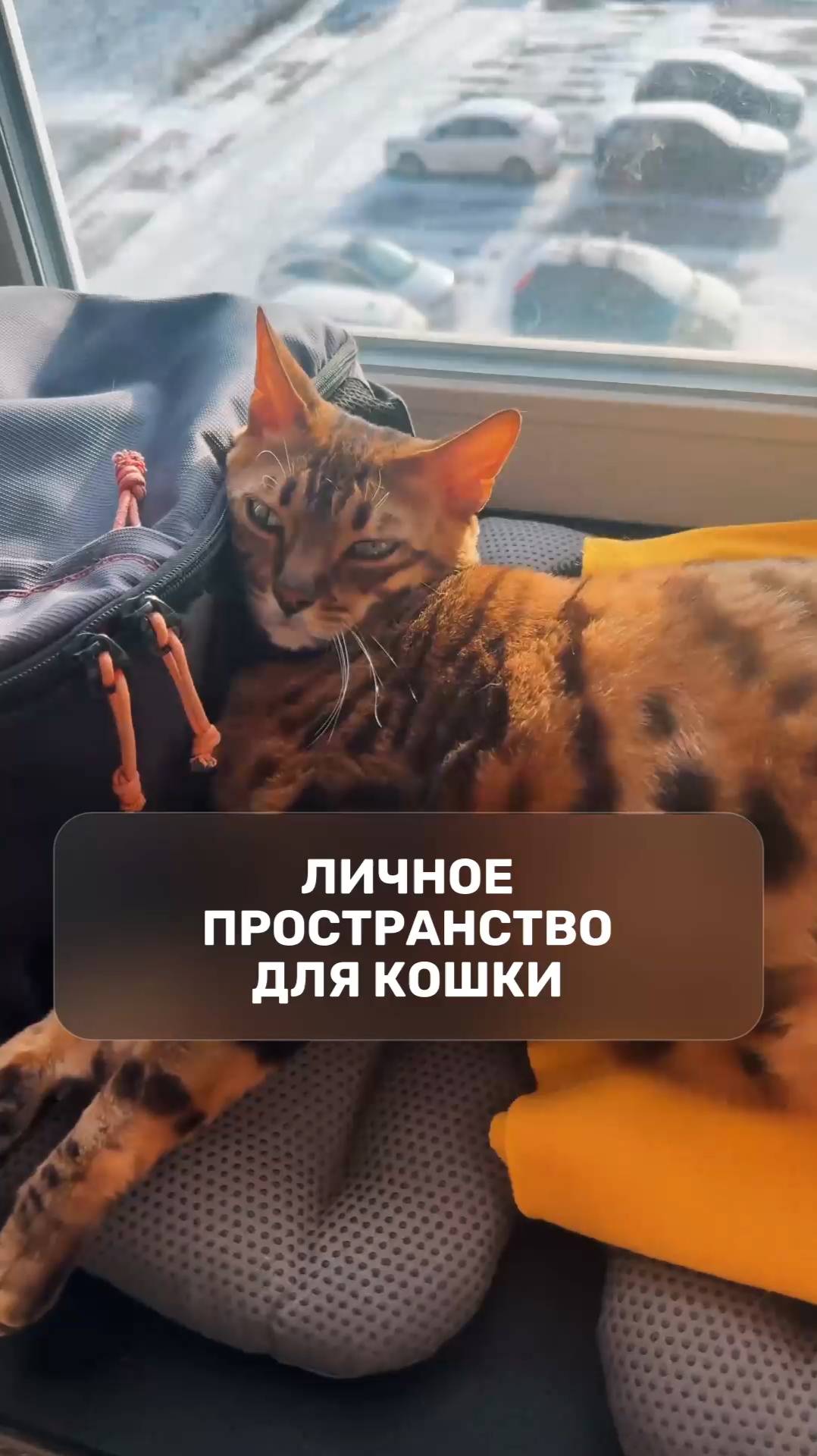 Личное пространство для кошки