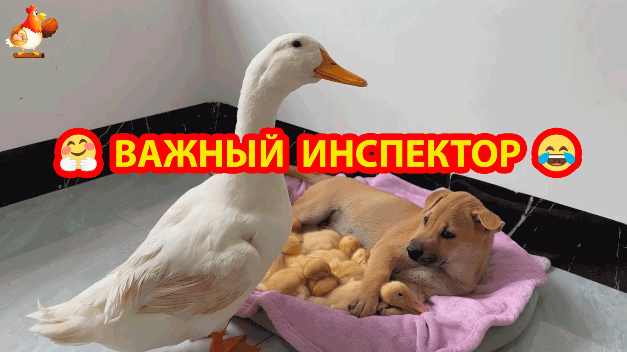 Селезень отец проверил Утят и Щенка в лежаночке - все ли у них в порядке ⁉️🥰😂