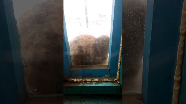 деревенские будни