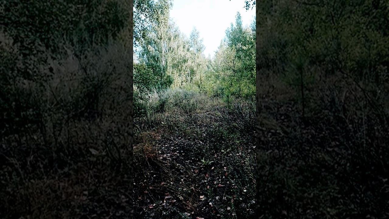 жизнь неподвижна мир , оно просто живет и все #осознание