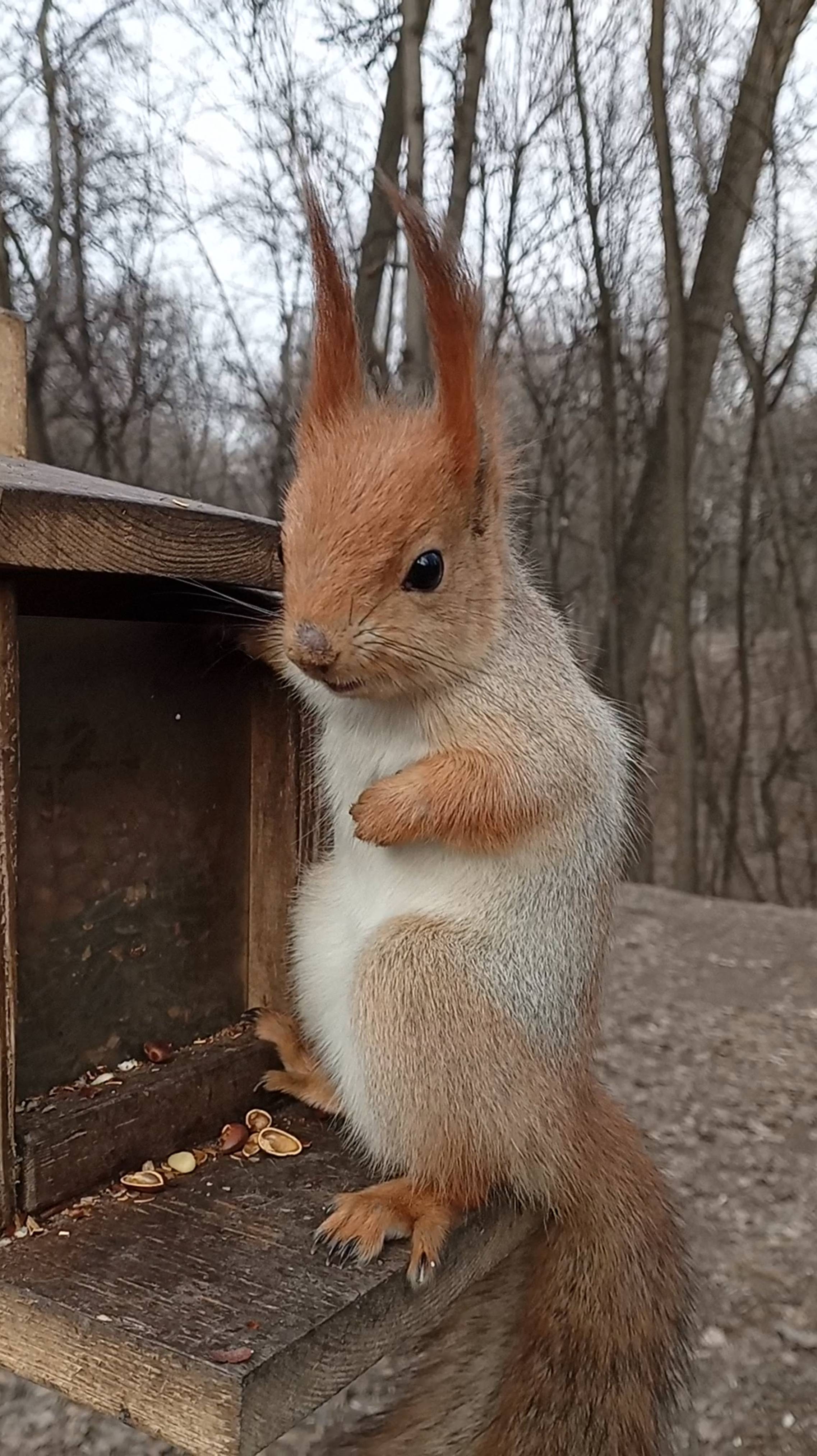 Милая белка и кормушка