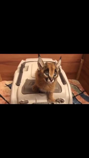 не ставьте на всю!