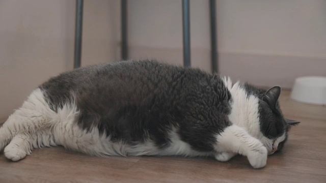 Атмосфера в зоогостинице "Котико" в Санкт-Петербурге