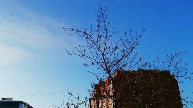 На ветках птички воспевают
