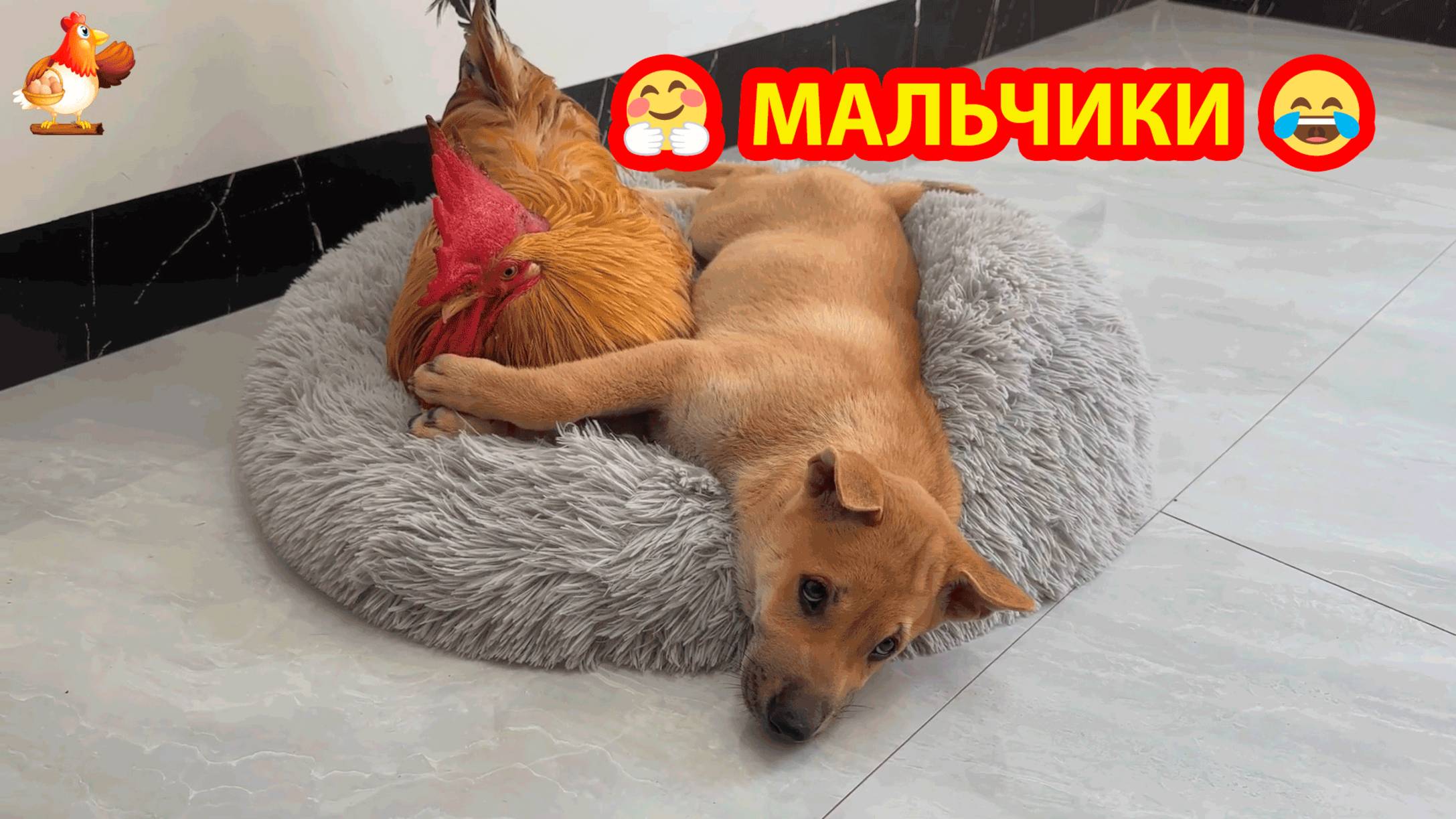 Старый Петух и Щенок в лежаночке ❣️Какая идиллия милых друзей 🐓😂🥰