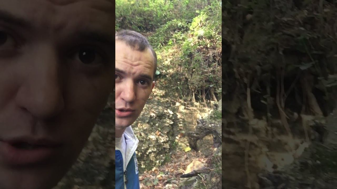 Грибница.Куча Опят постоянно) #shorts