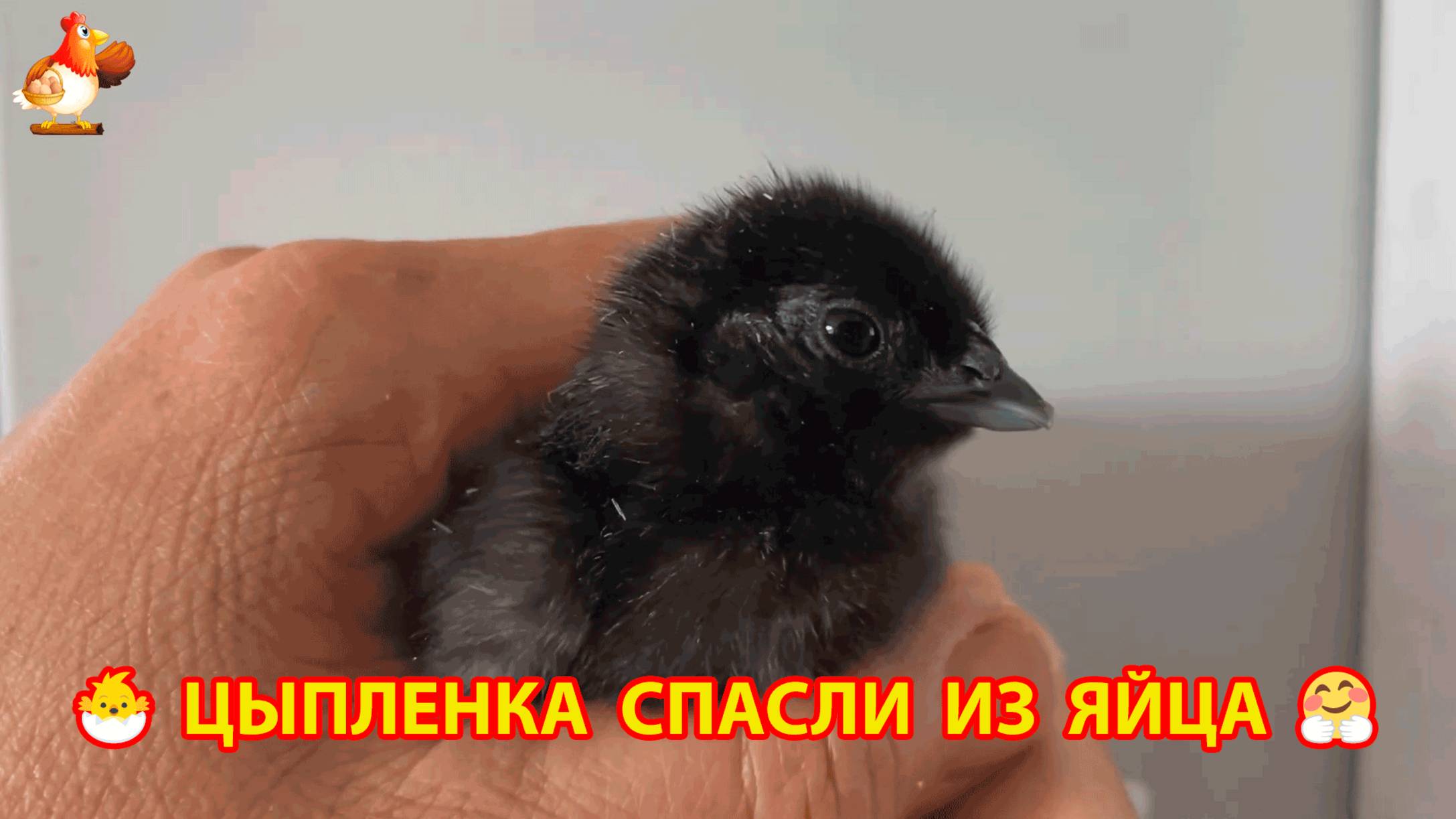 Спасение цыпленка из яйца и рождение черного Аям Цемани в добрых руках хозяйки 🐣🤗🥰