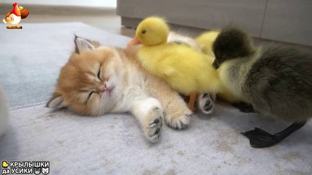 Утята и Цыплята - Кошки и котята (126) Милые такие Хвостики да Усики ❣️🥰😂