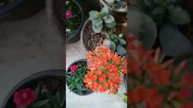 🌹10 Best Fertilizer For CINERARIA plant || evergreen garden