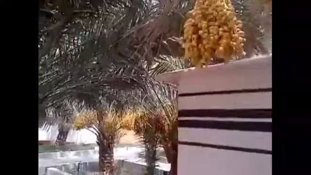 Arabistonda o'sadigan  Xurmo daraxti