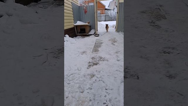 НЕ СМОТРЕТЬ. ВИДЕО НОСИТ ТЕРАПЕВТИЧЕСКИЙ ХАРАКТЕР. ГОТОВЛЮ НА ПЛИТКЕ
